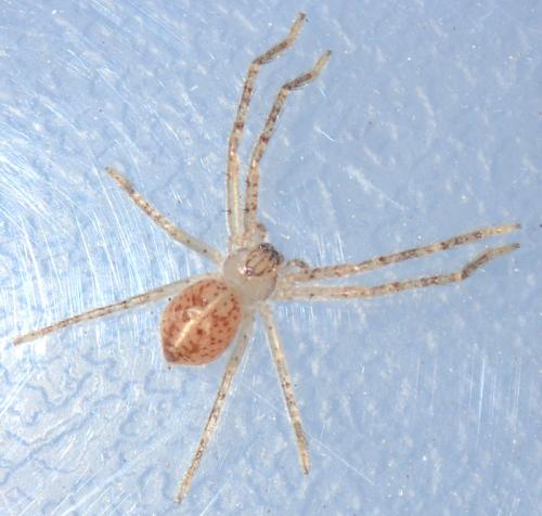 Olios argelasius